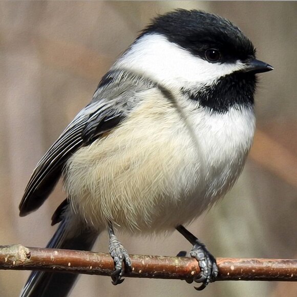 noblecaptures Other - Black-capped Chickadee Cute‎ Fluffy Bird Oil Painting Print